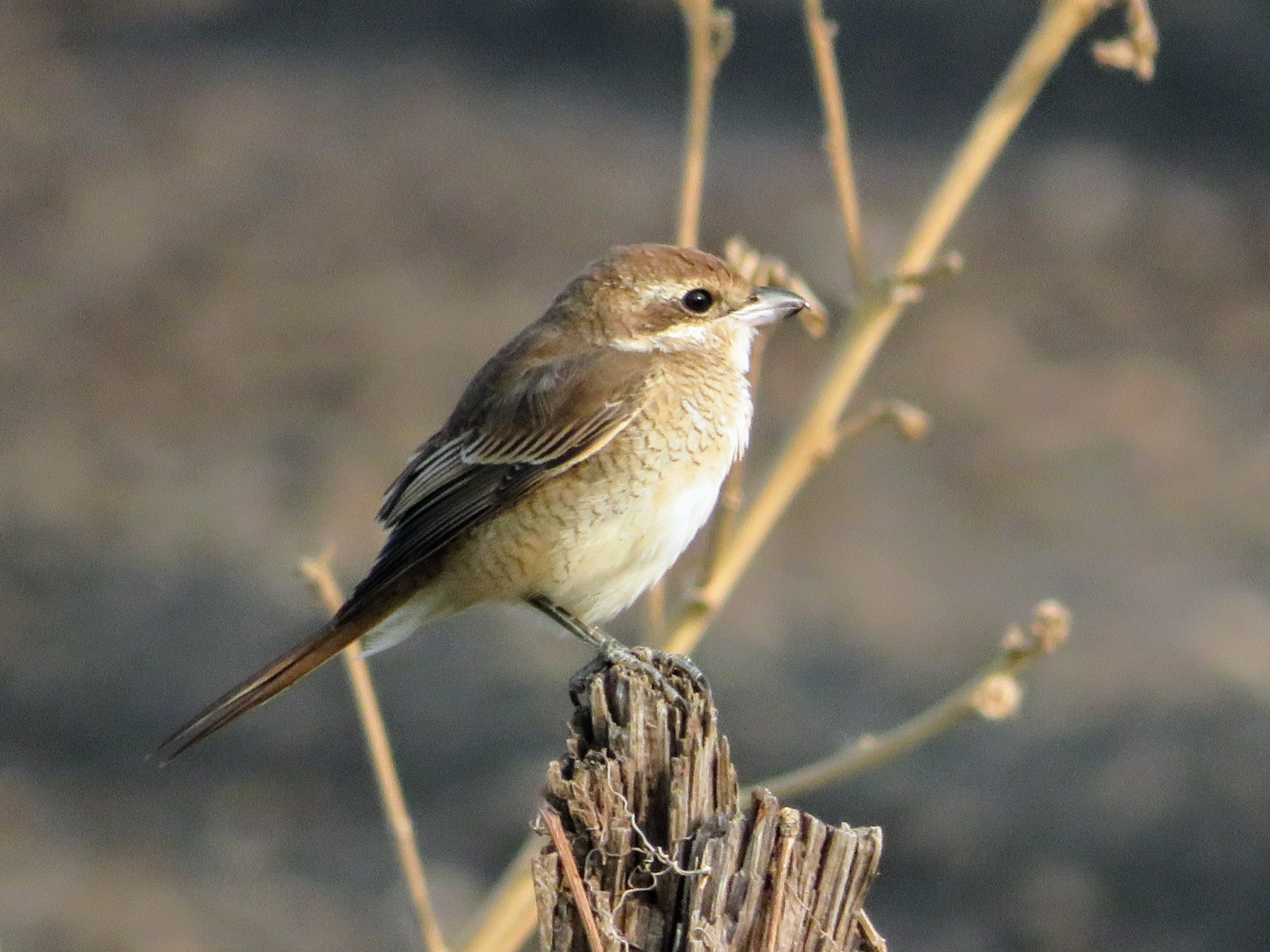 Isabelline Shrike