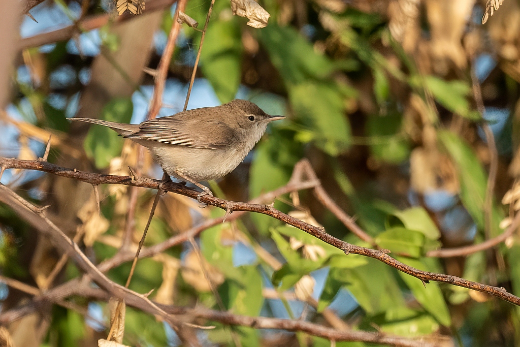 Sykes's Warbler