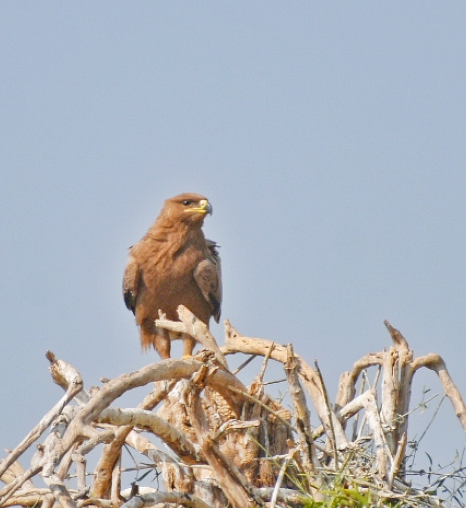 Steppe Eagle
