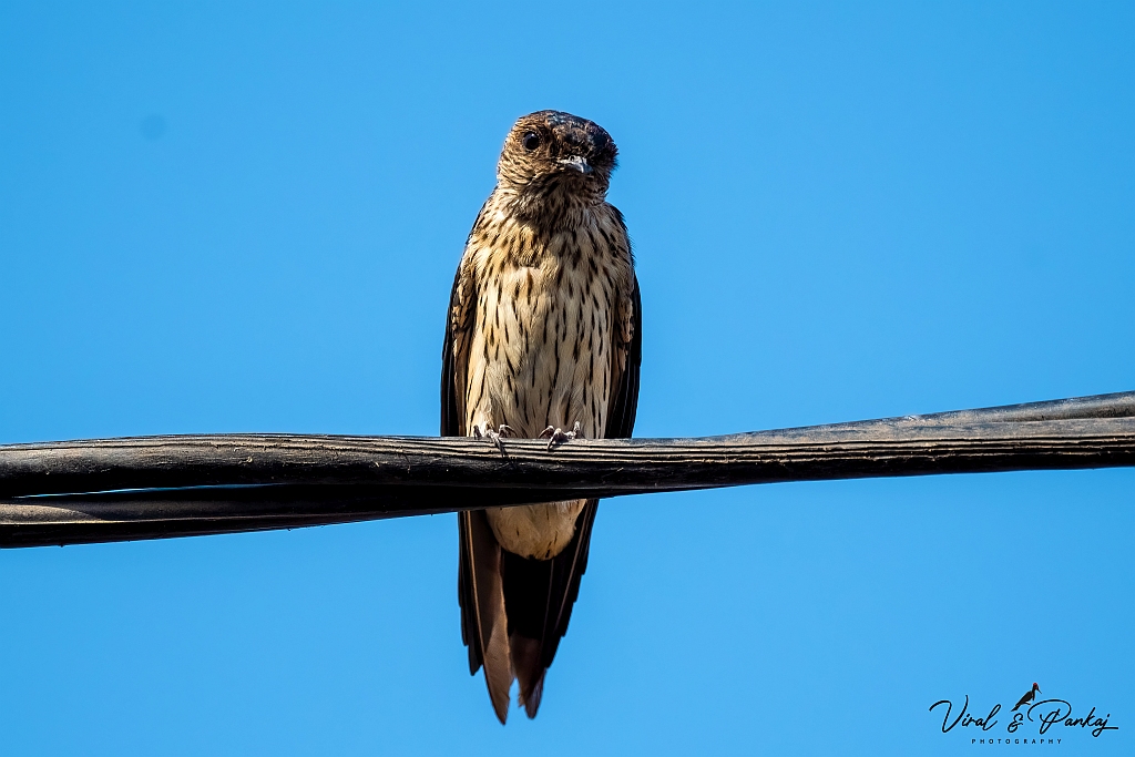 Streak-throated Swallow