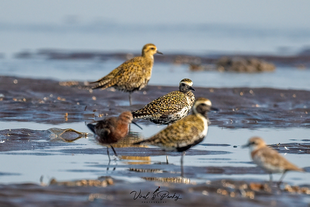 Pacific Golden Plover