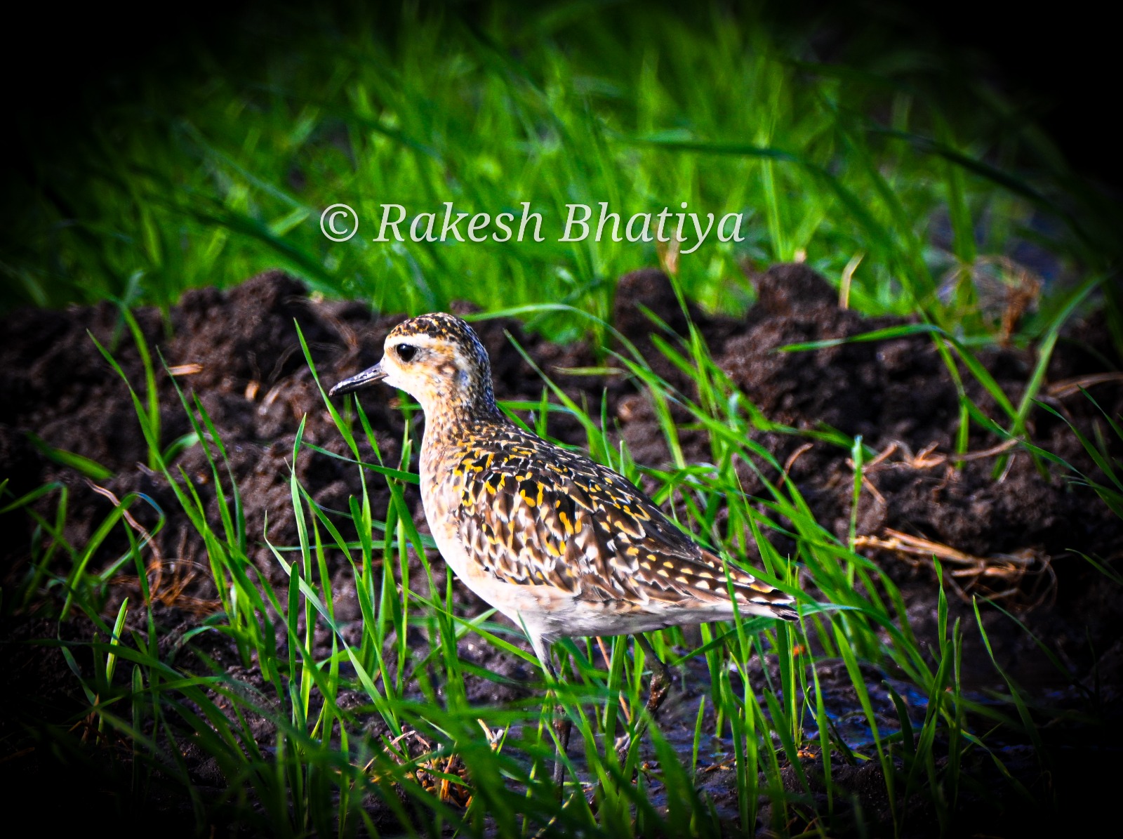 Pacific Golden Plover