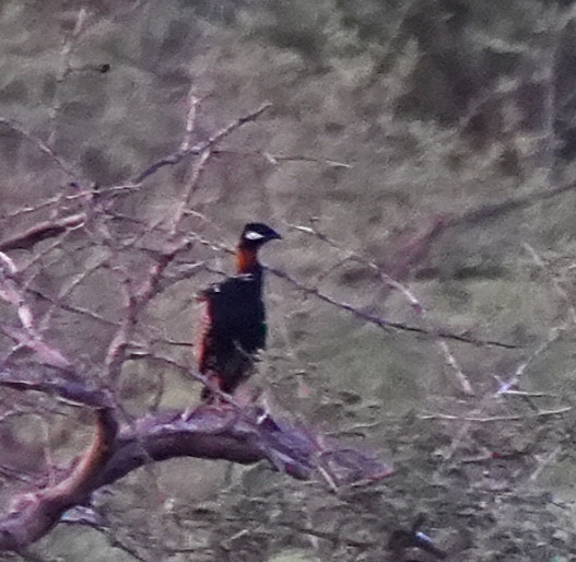 Black Francolin