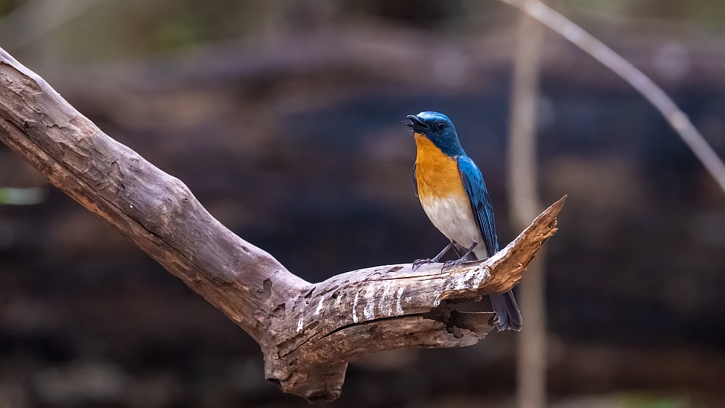 Tickell's Blue Flycatcher