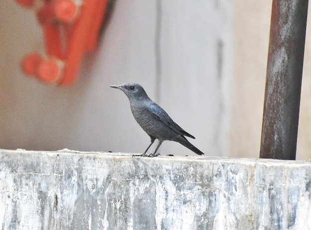 Blue Rock Thrush