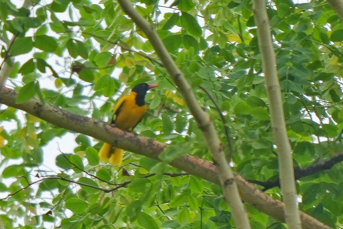 Black-hooded Oriole