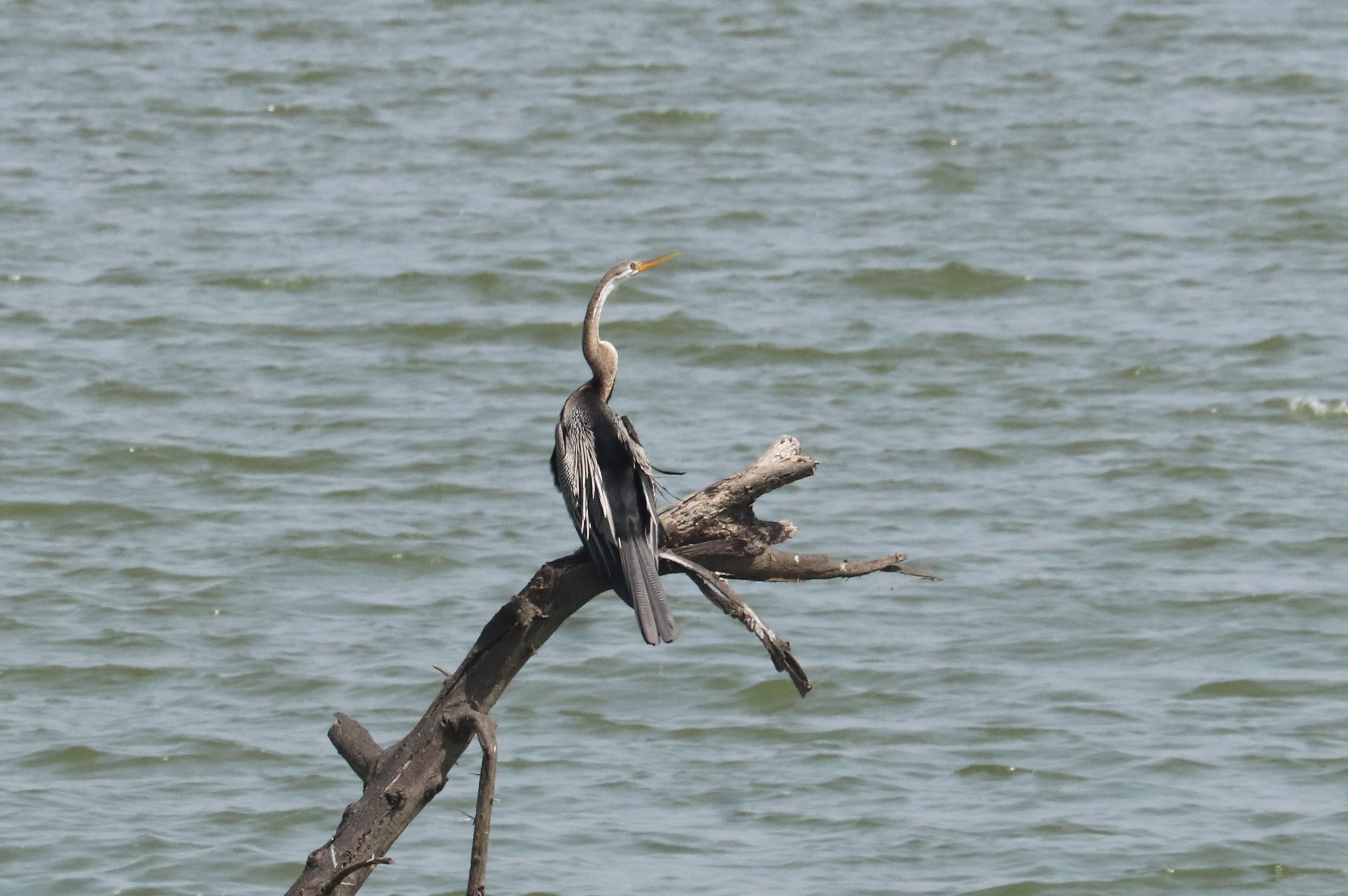 Oriental Darter