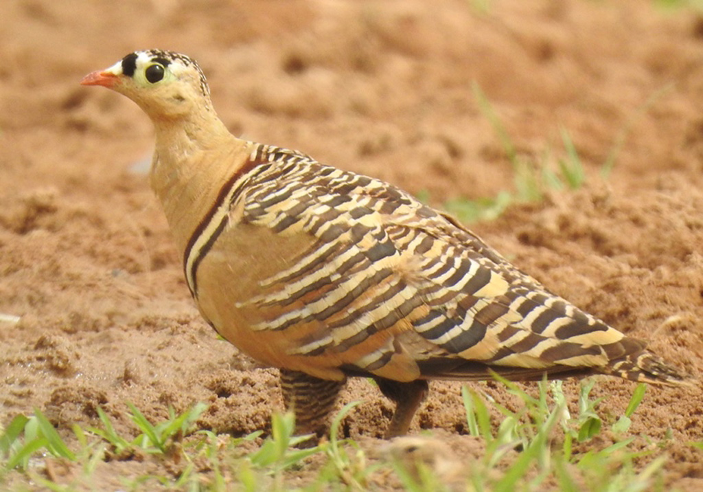 Painted Sandgrouse
