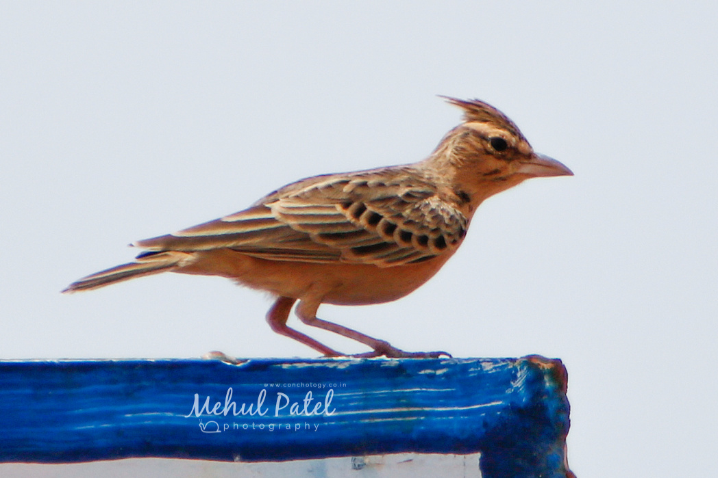 Sykes's Lark