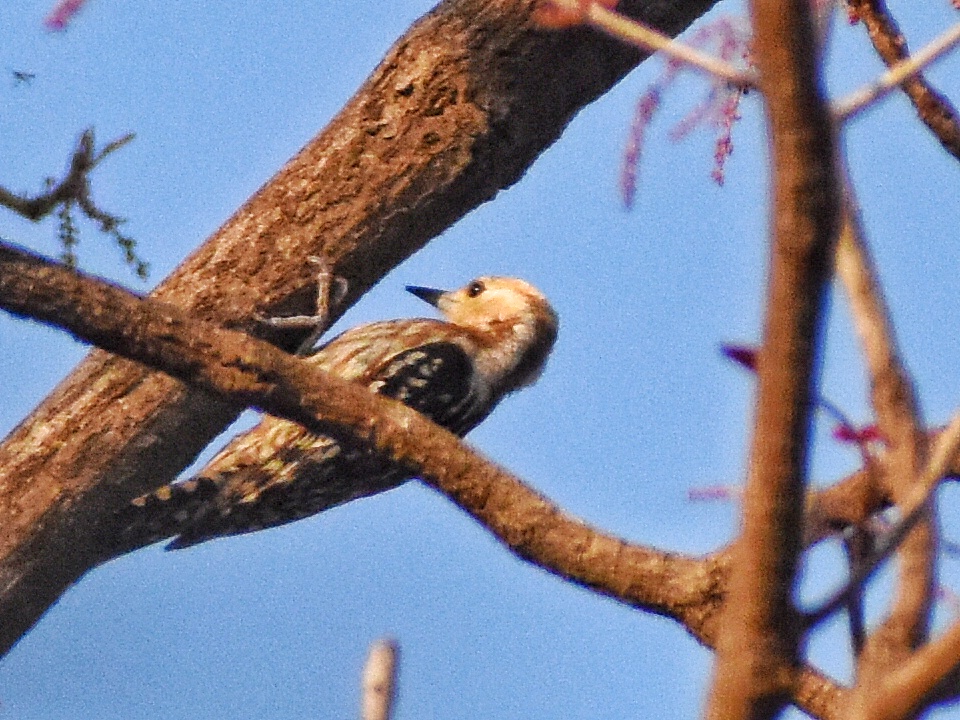 Yellow-crowned Woodpecker