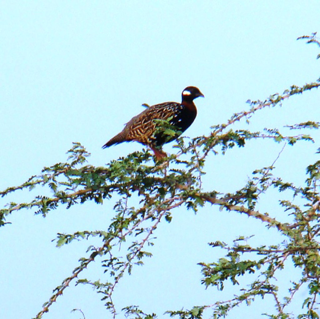Black Francolin