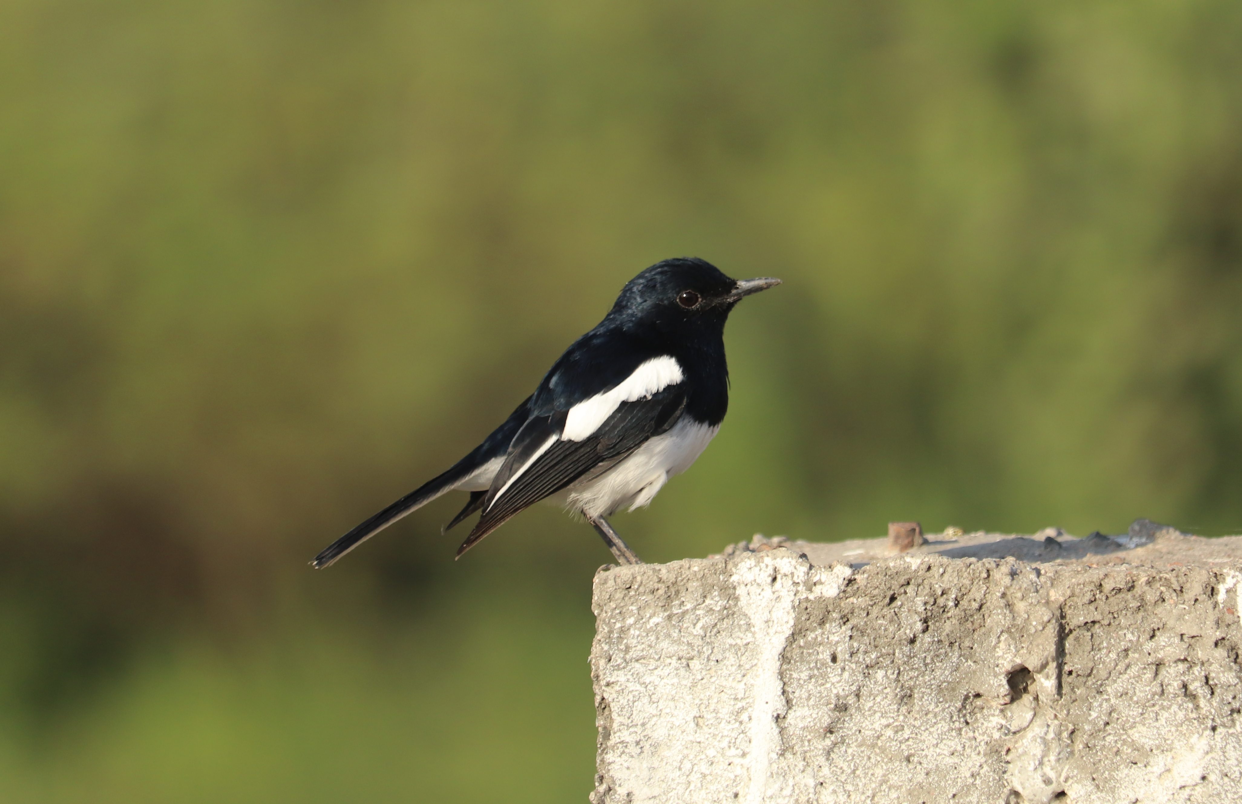 Oriental Magpie Robin
