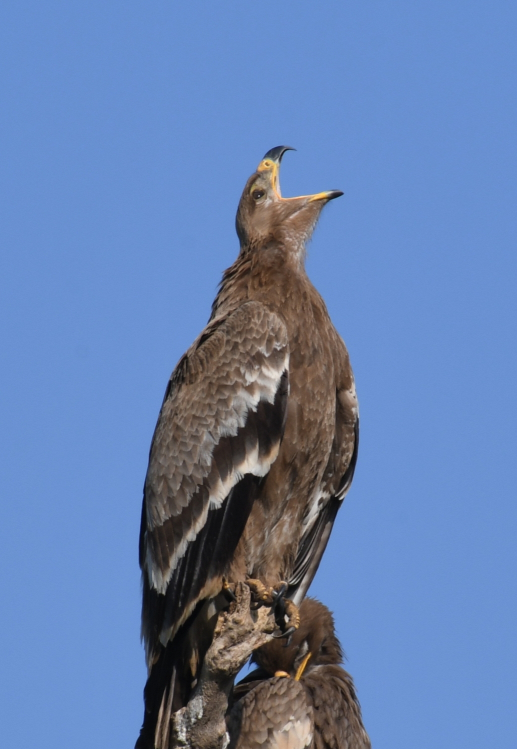 Steppe Eagle