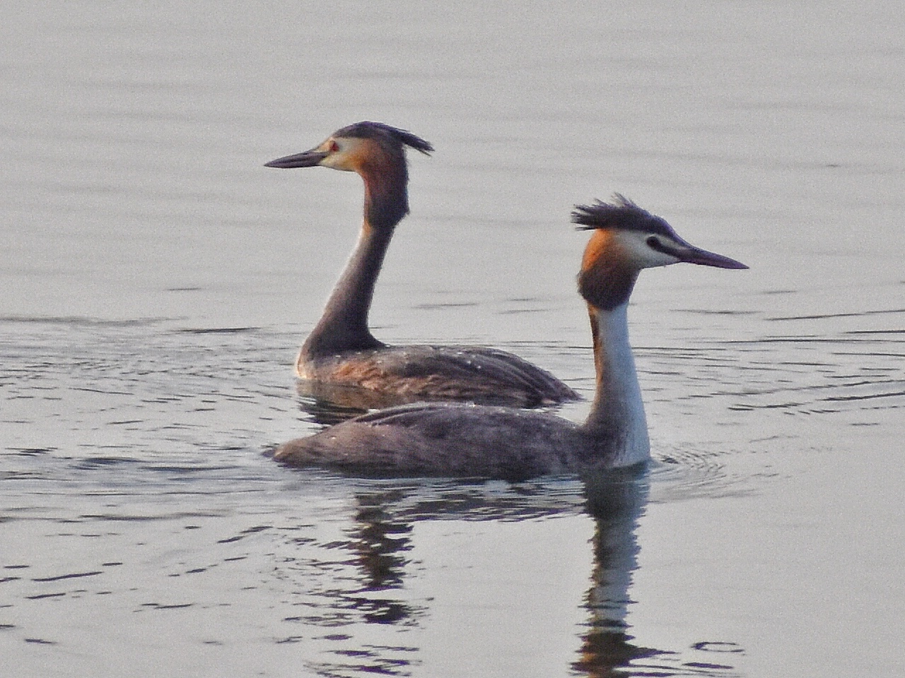 Great Crested Grebe