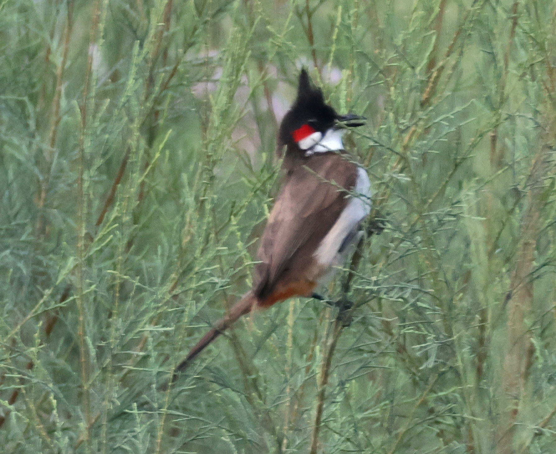 Red-whiskered Bulbul