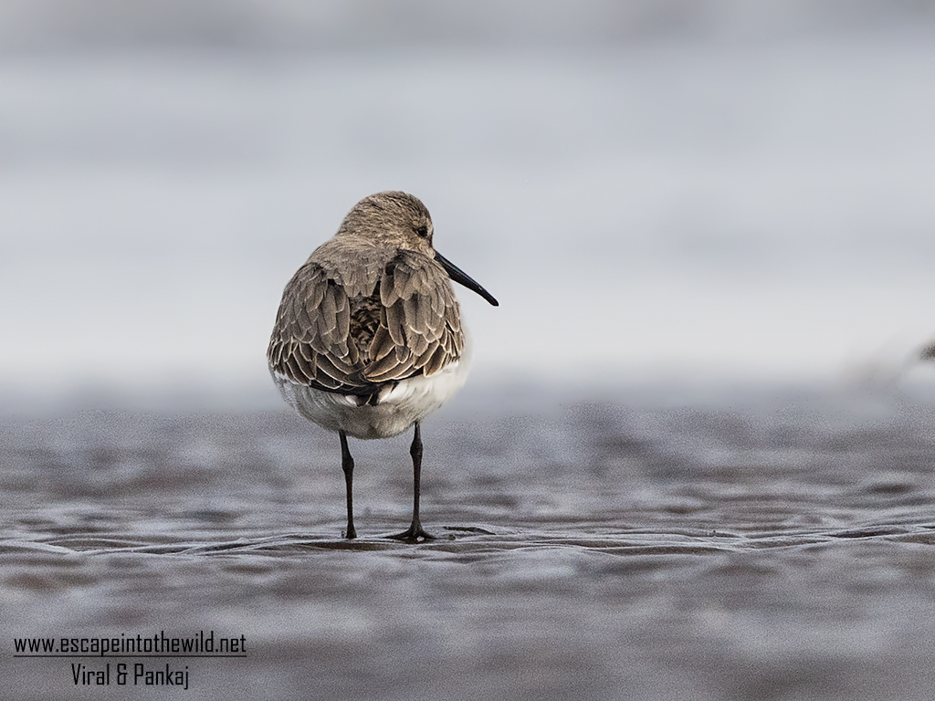 Dunlin