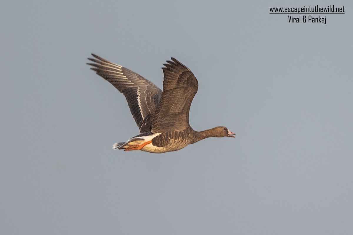 Greater White-fronted Goose 