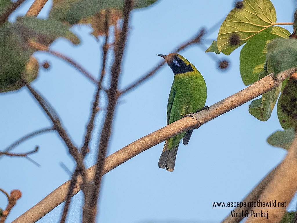 Gold-fronted Leafbird