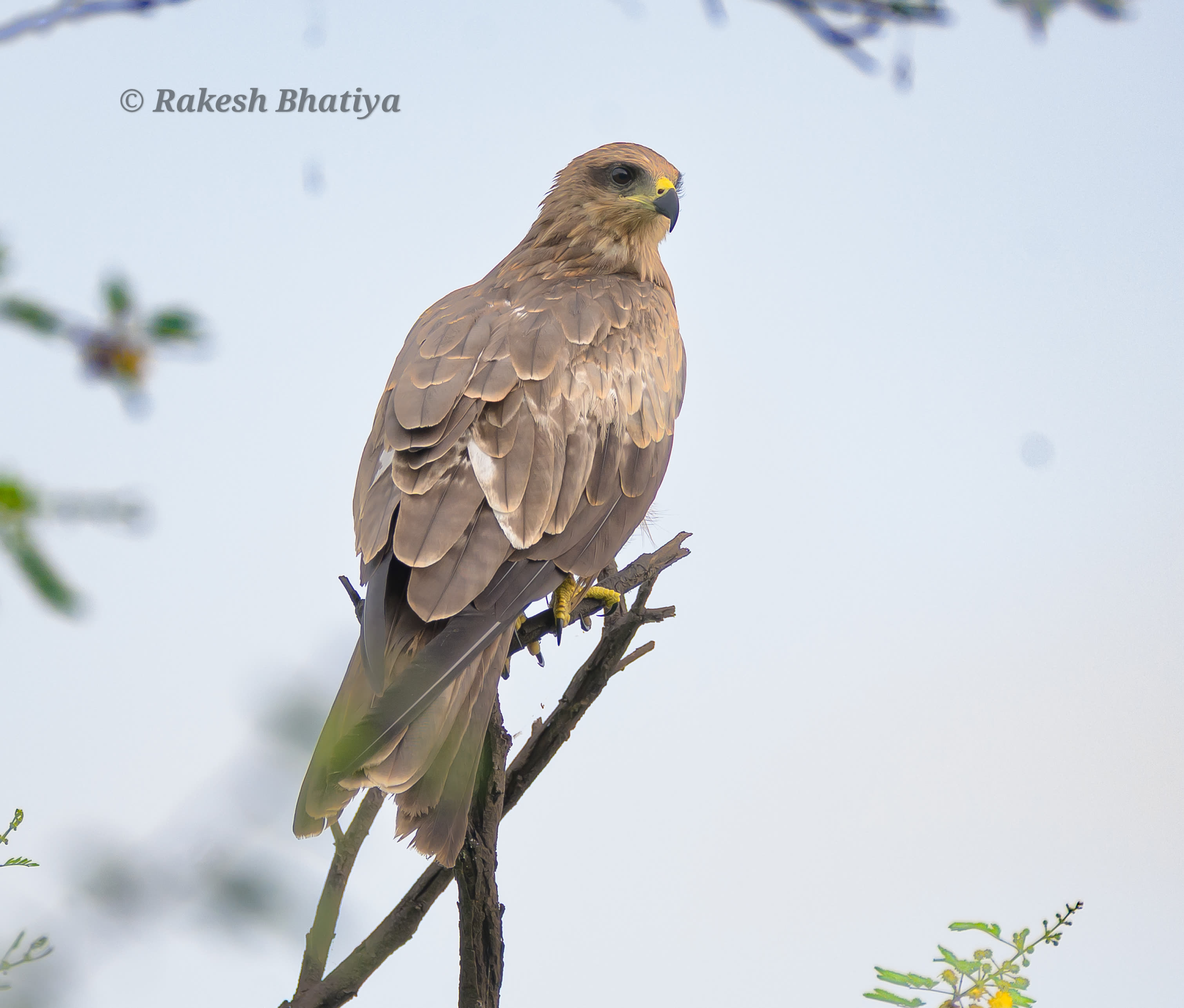 Black Kite