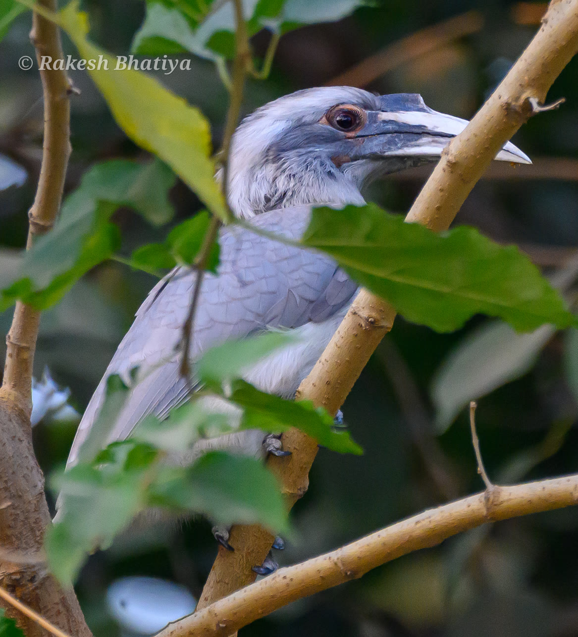 Indian Grey Hornbill