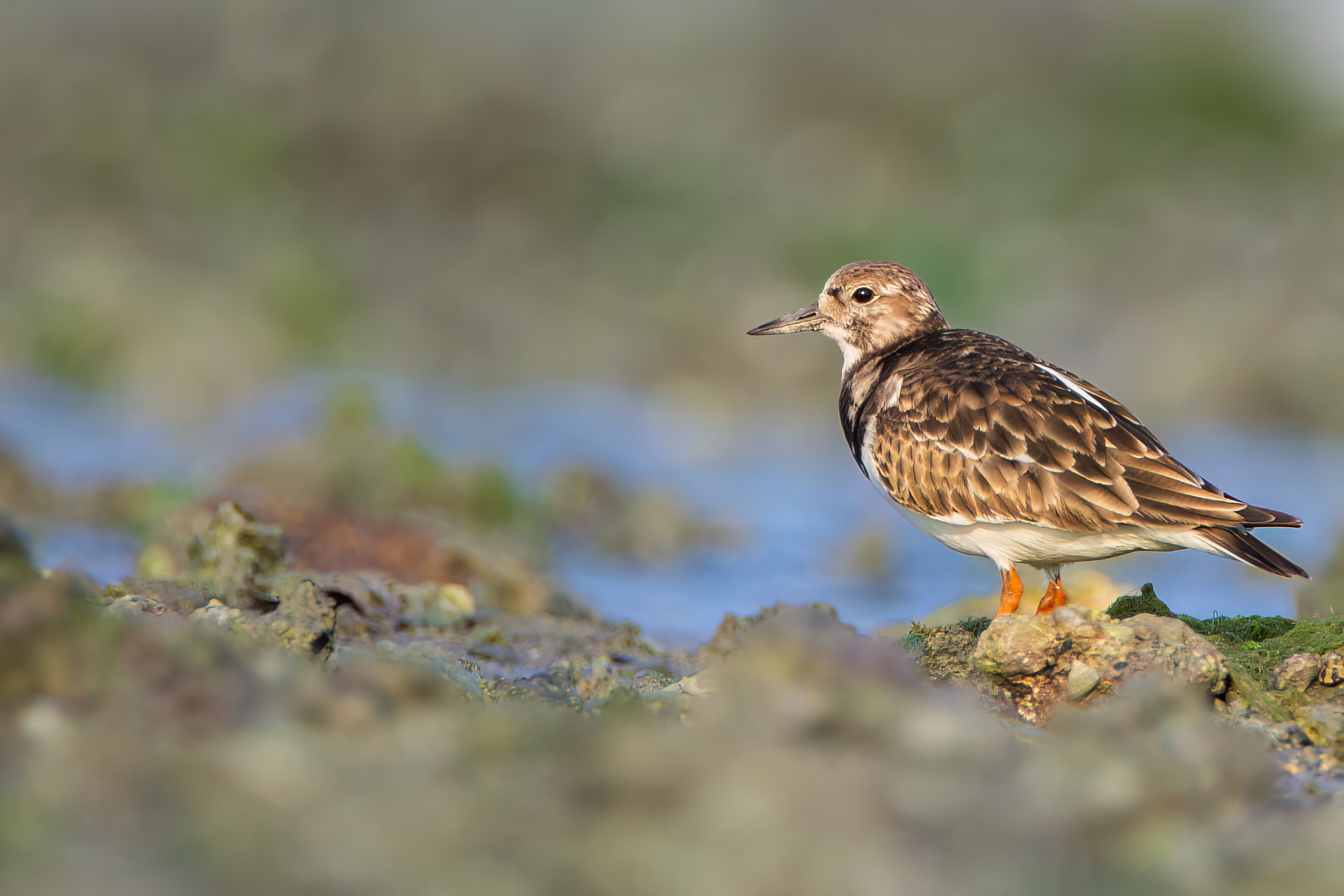 Ruddy Turnstone