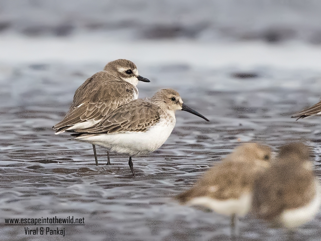 Dunlin
