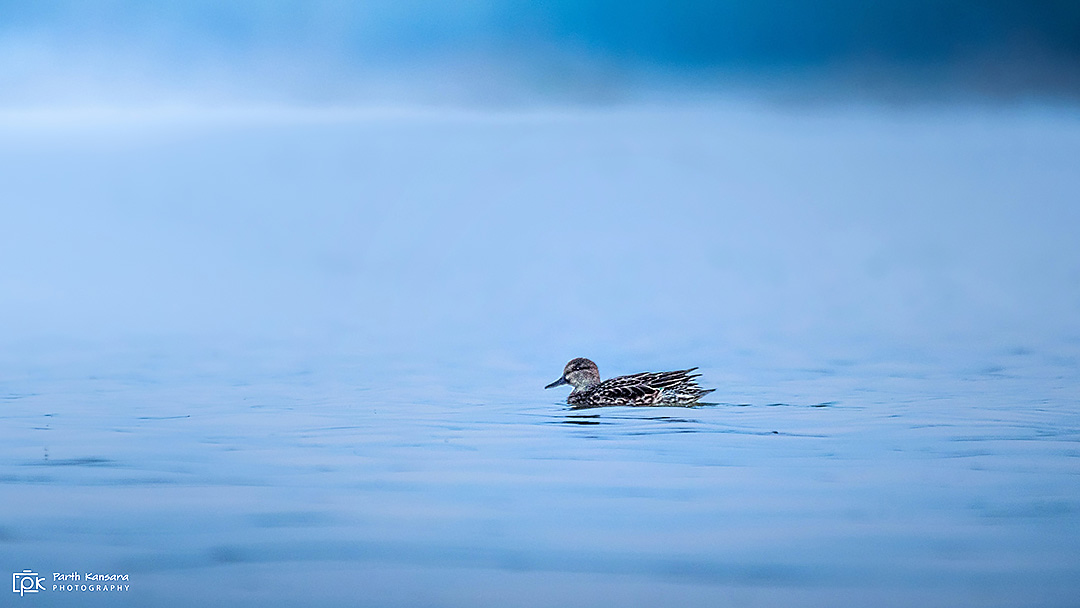 Gadwall