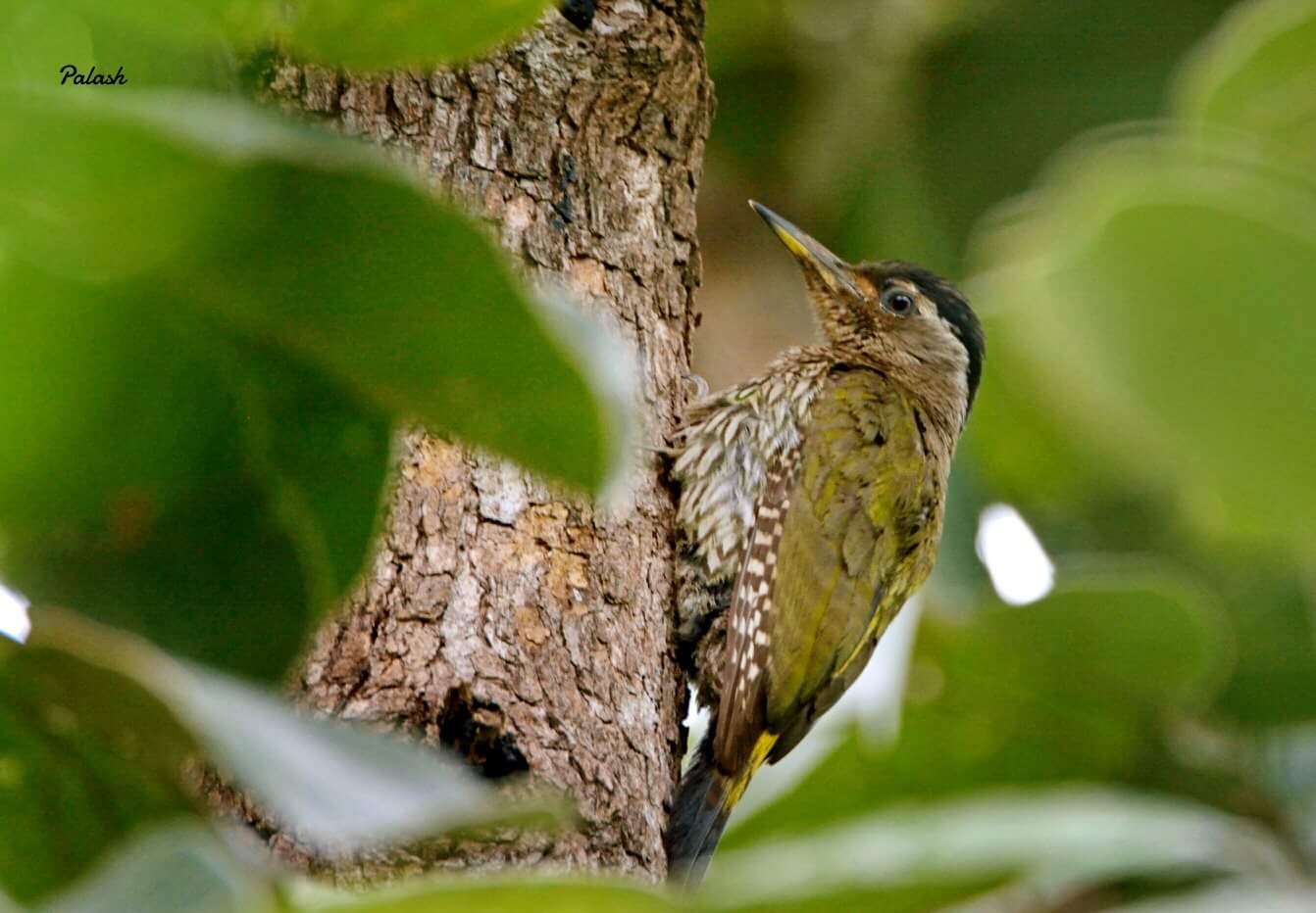 Streak-throated Woodpecker