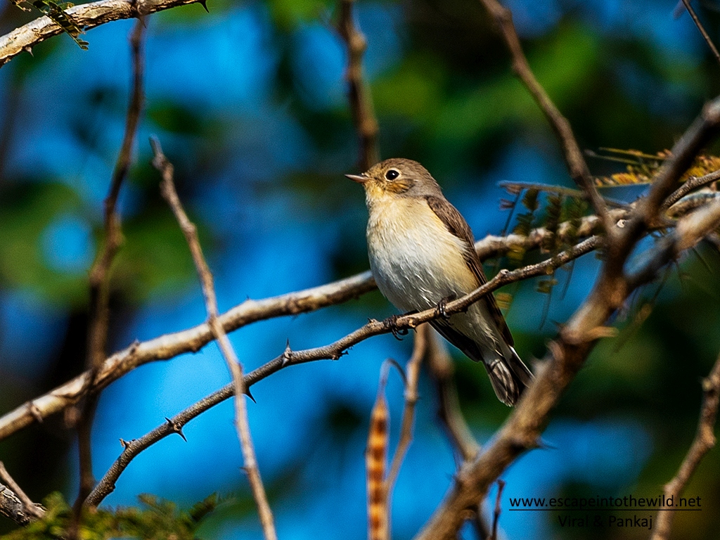 Asian Brown Flycatcher