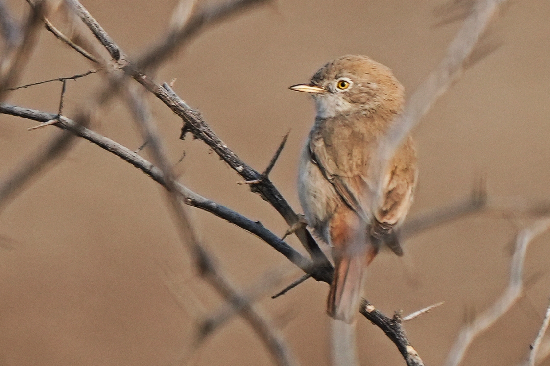 Asian Desert Warbler