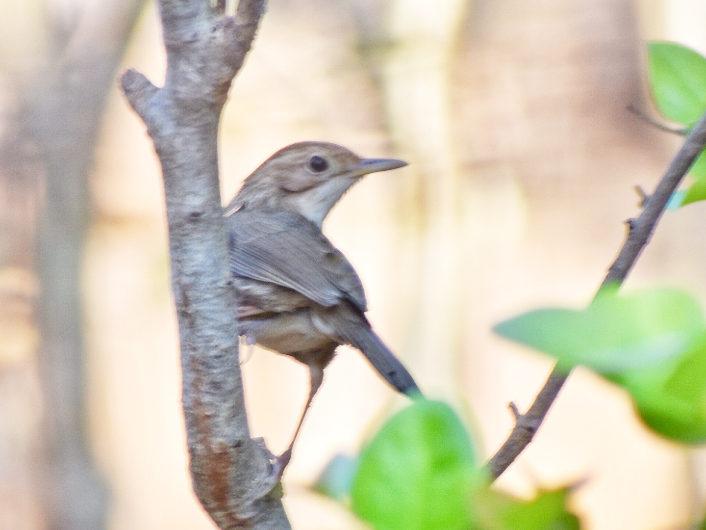 Puff-throated Babbler