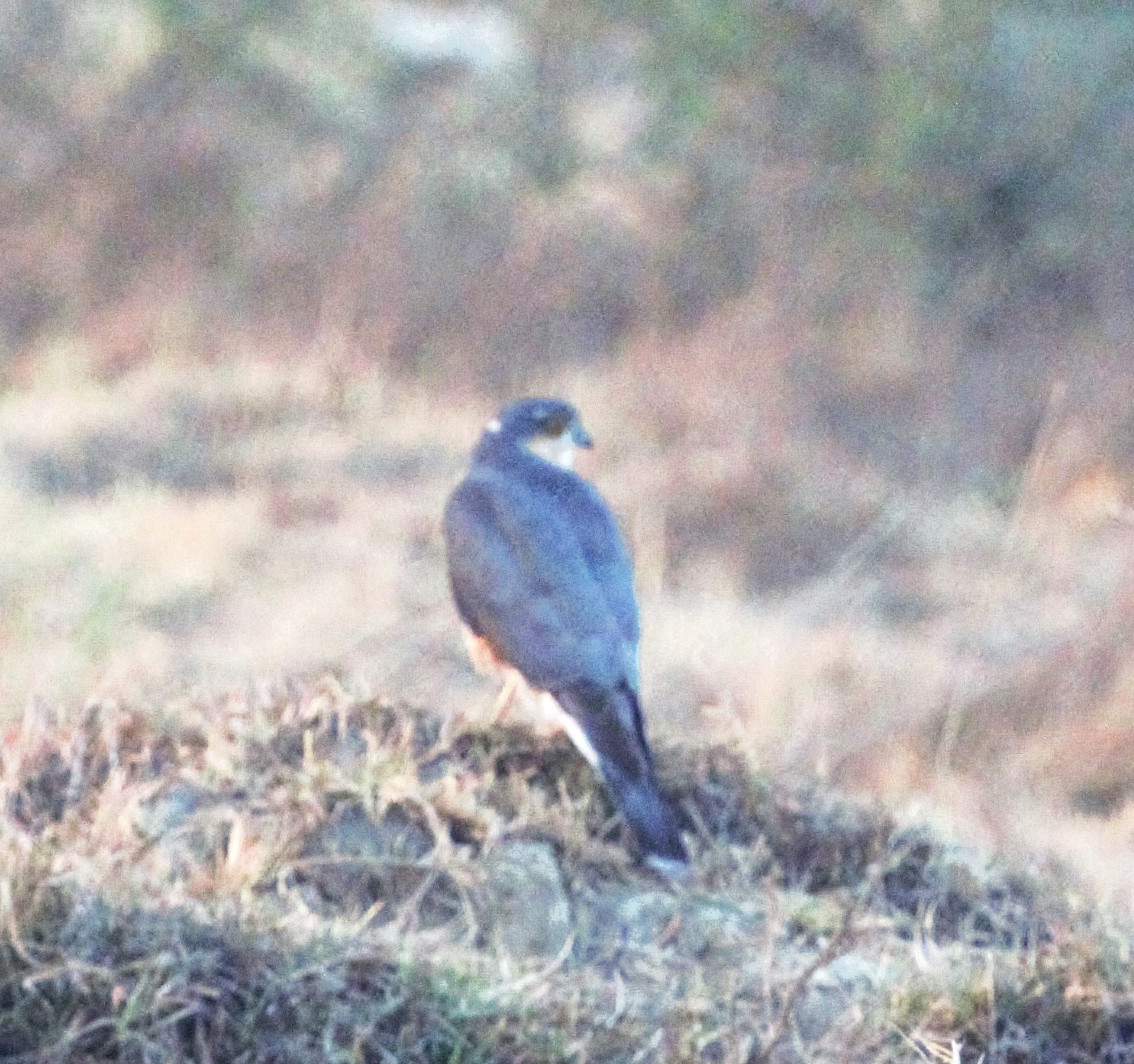 Eurasian Sparrowhawk