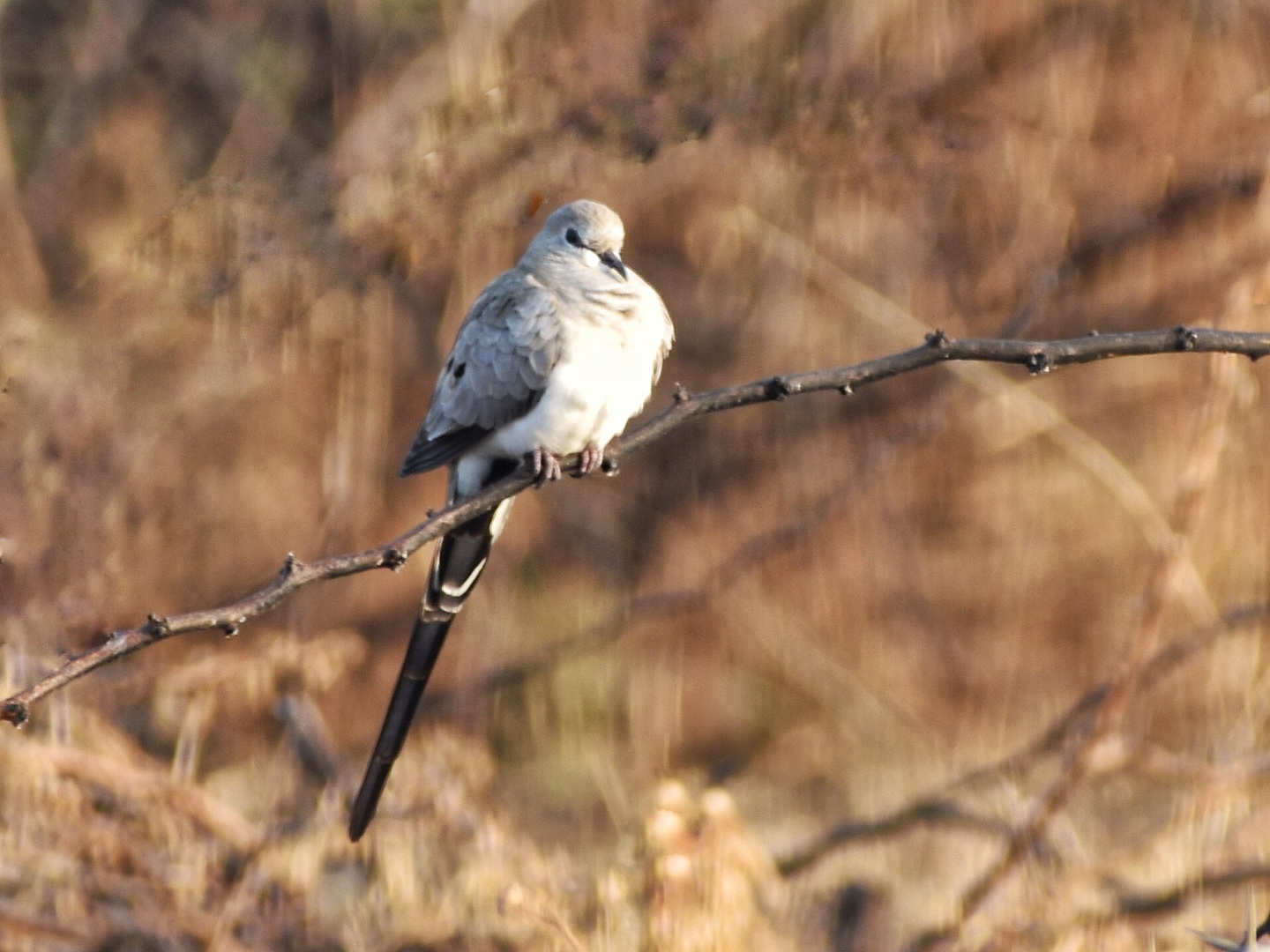 Namaqua Dove