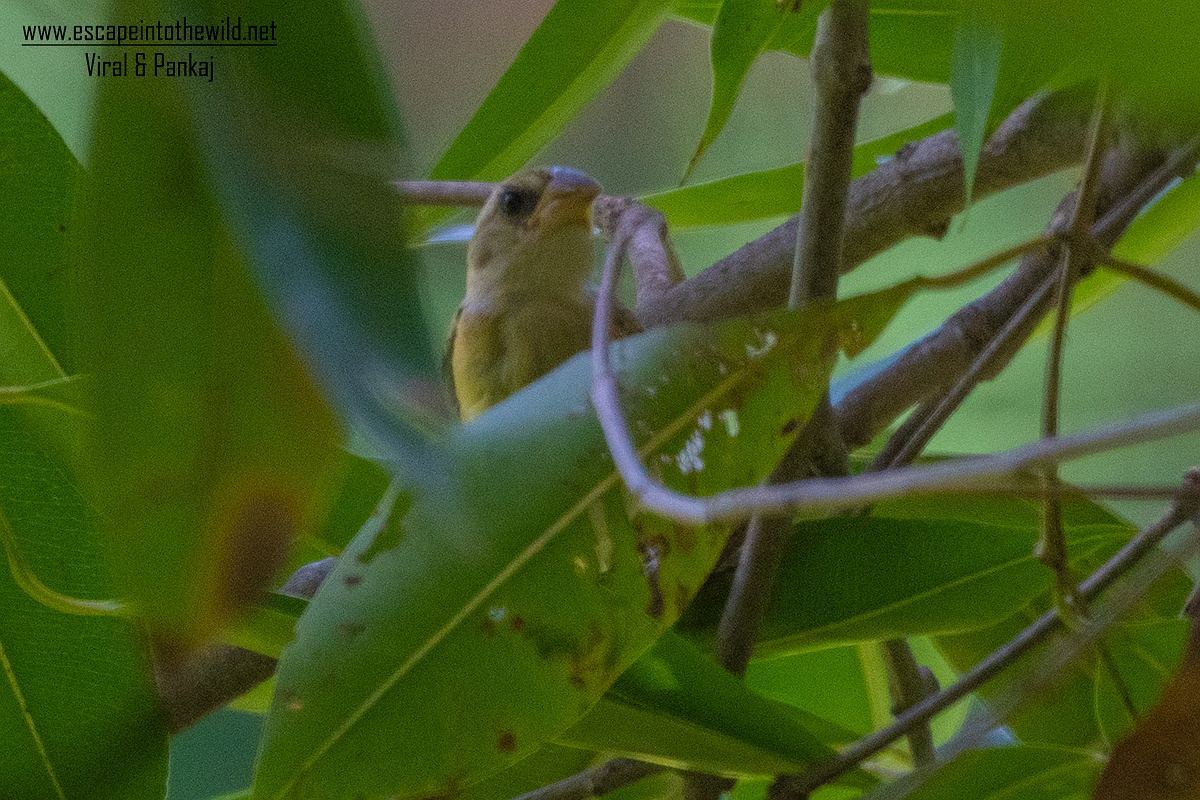 White-rumped Munia