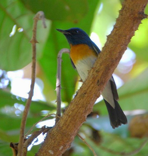 Blue-throated Blue Flycatcher