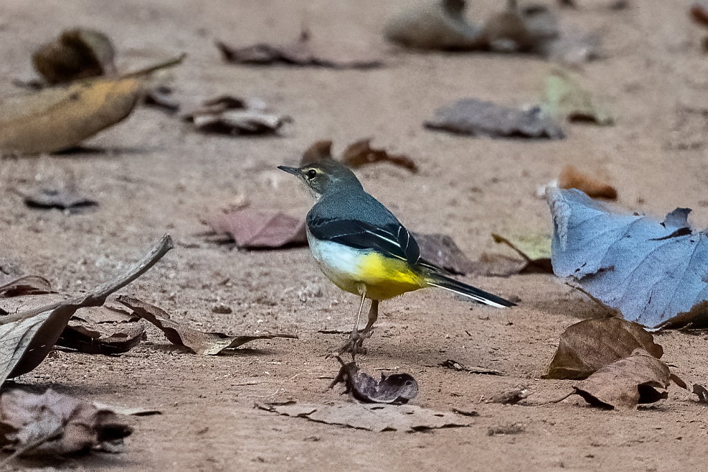 Grey Wagtail