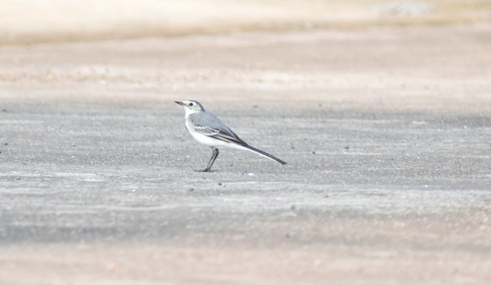 White Wagtail