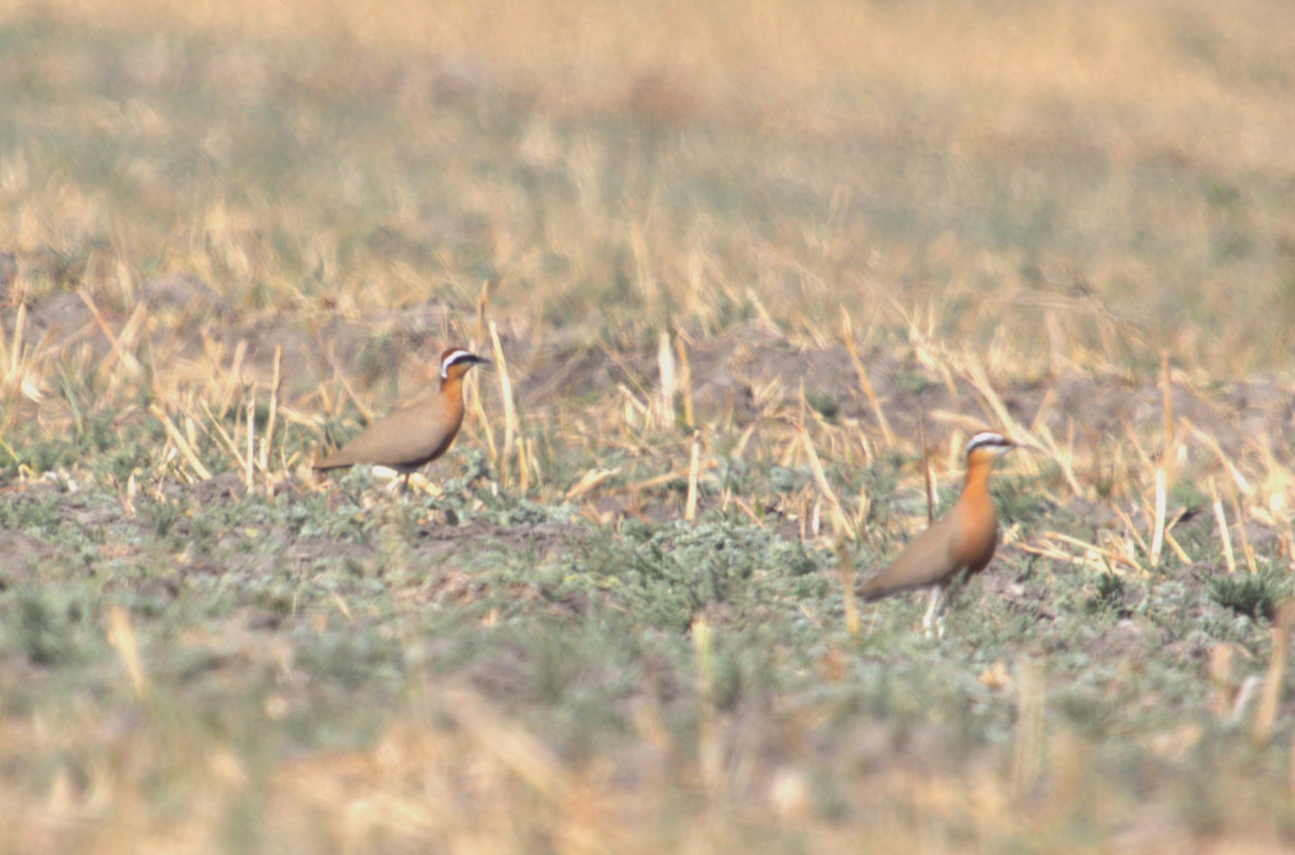 Indian Courser