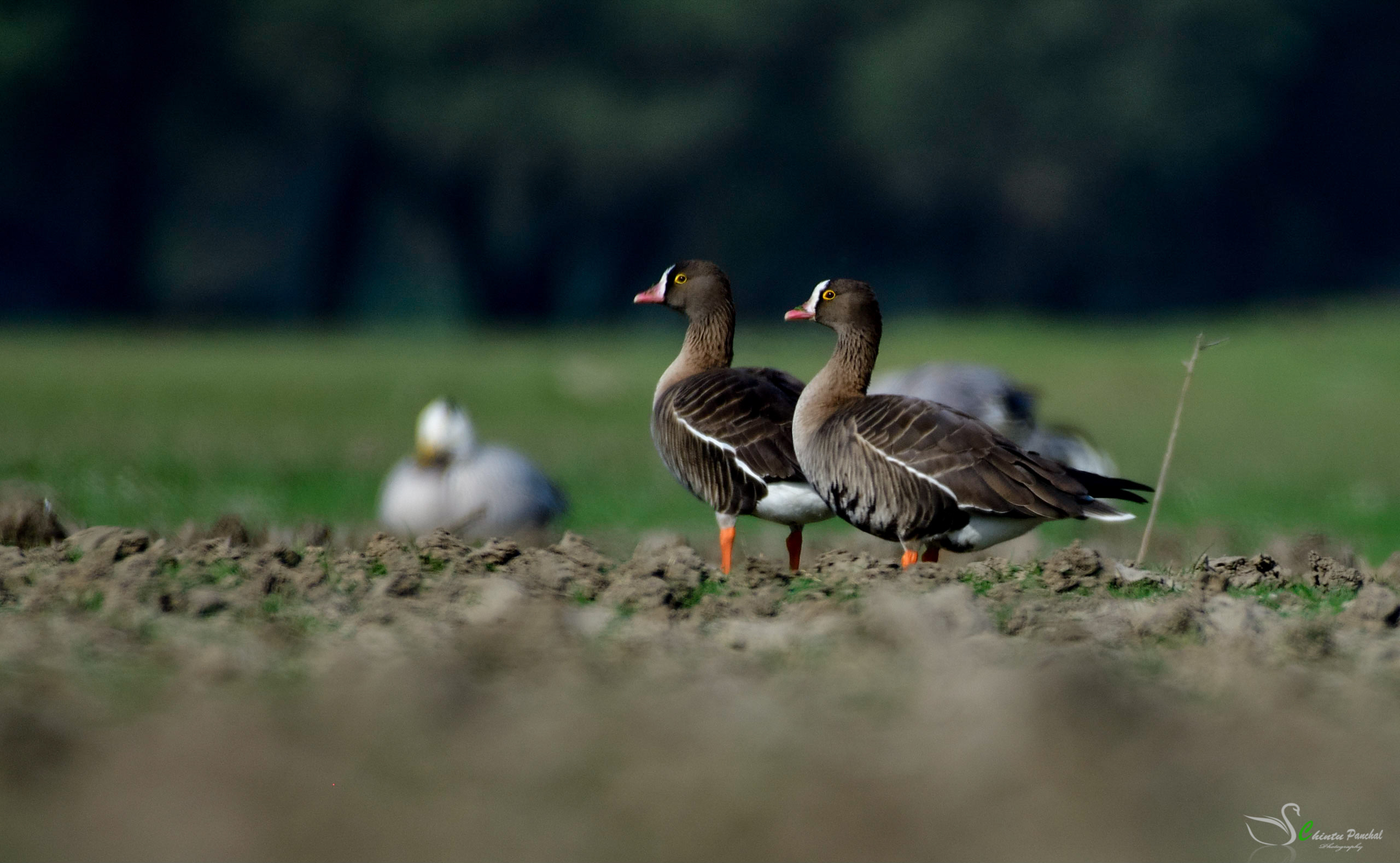 Lesser White-fronted Goose