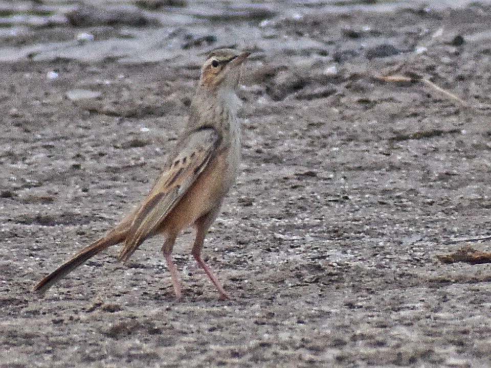Long-billed Pipit