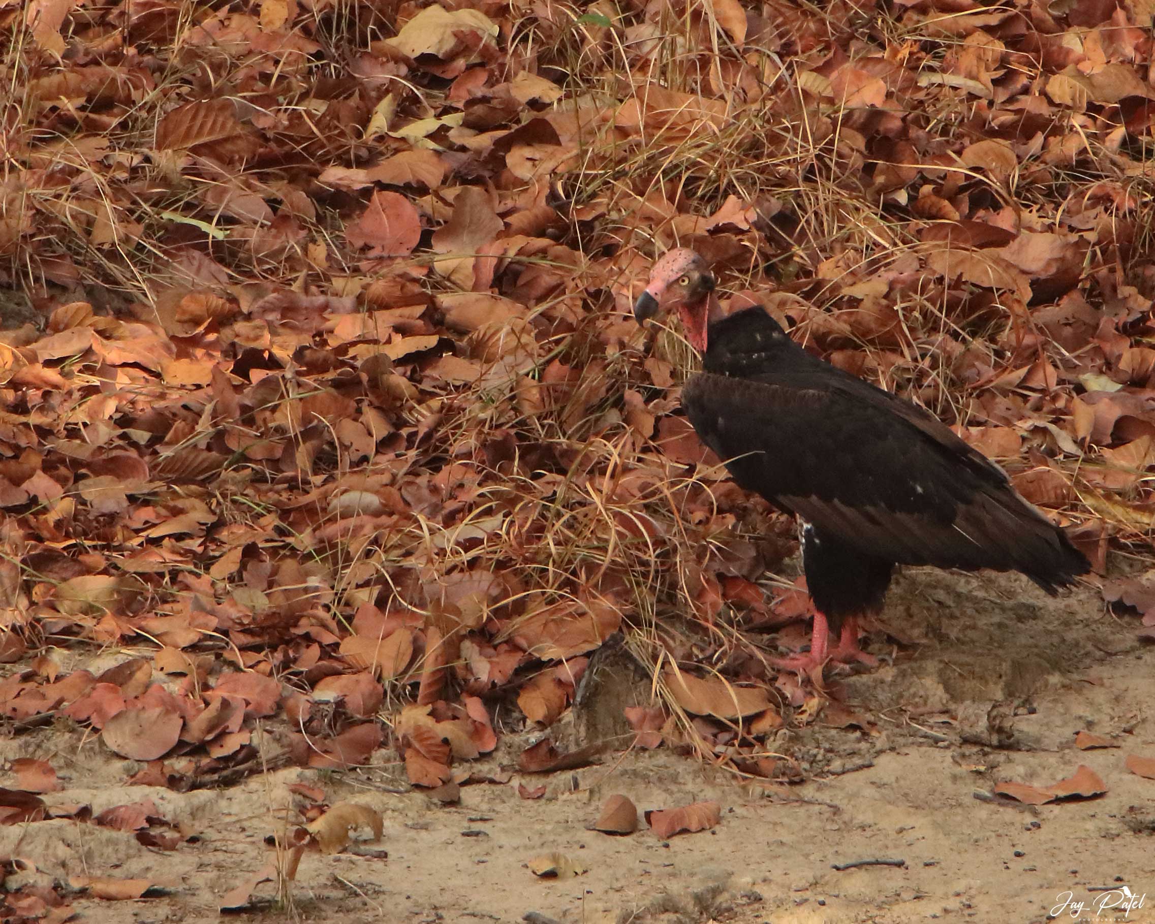 Red-headed Vulture