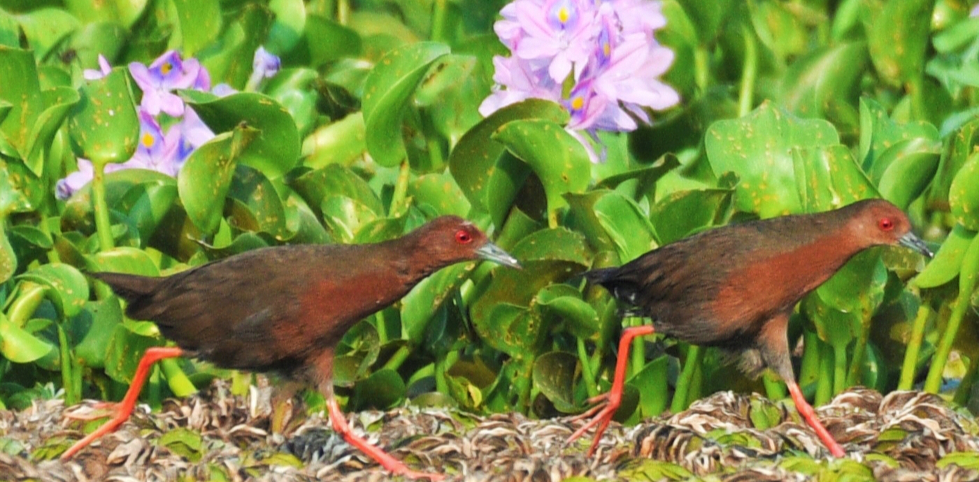 Ruddy-breasted Crake