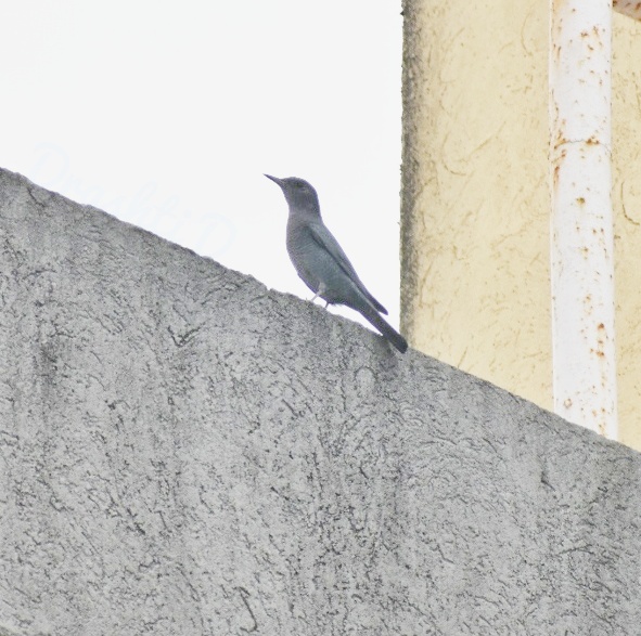Blue Rock Thrush