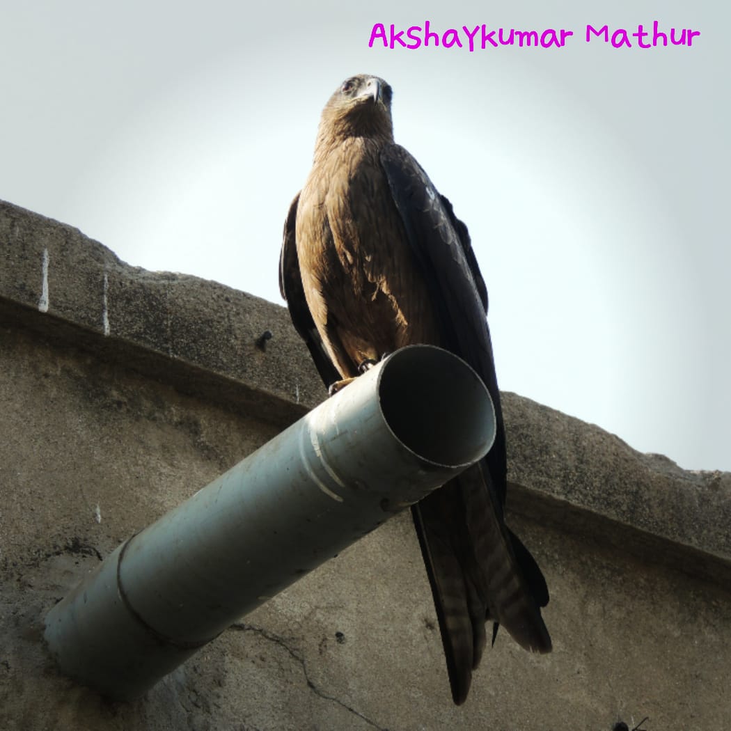 Black-eared Kite