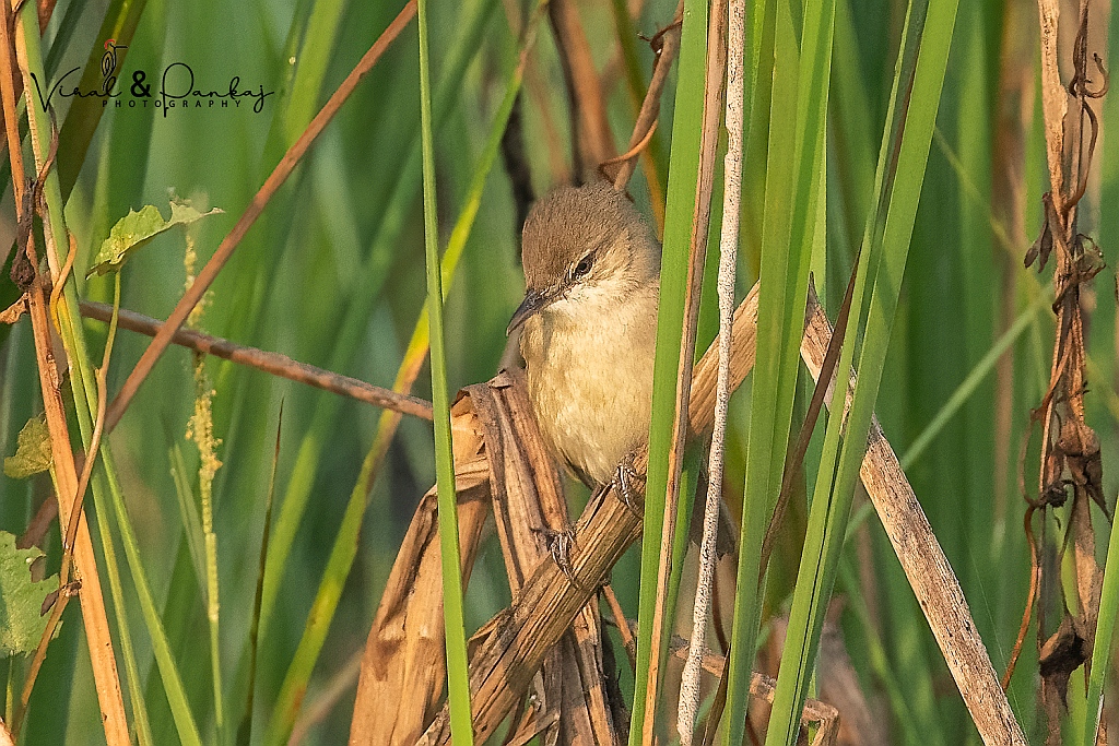 Paddyfield Warbler