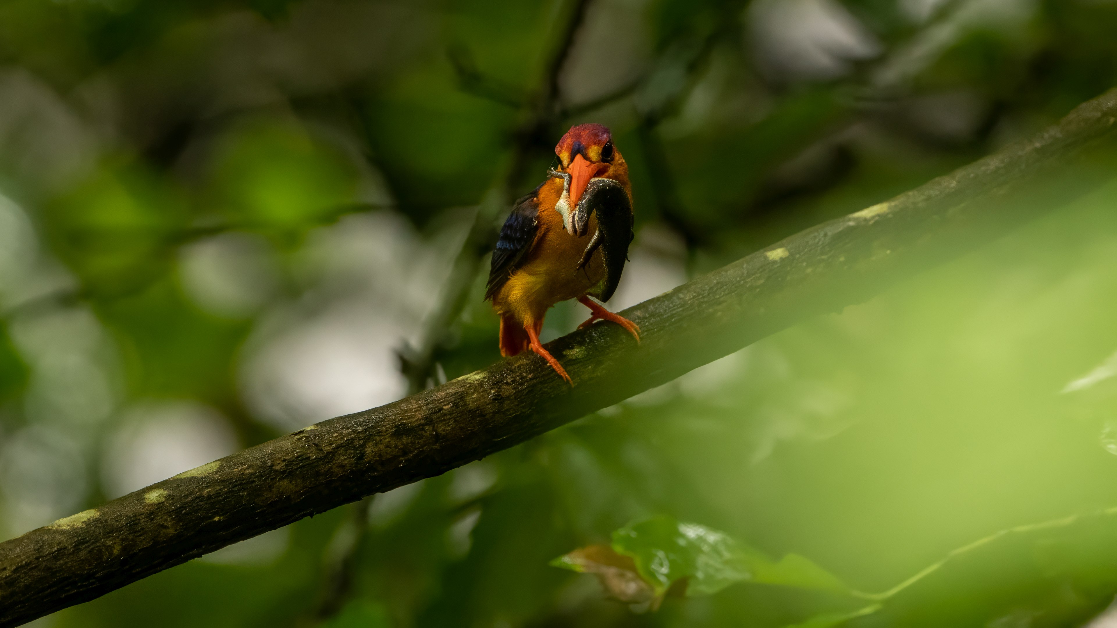 Oriental Dwarf Kingfisher