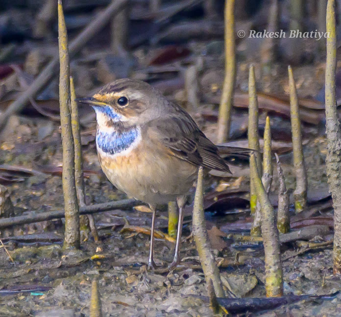 Bluethroat