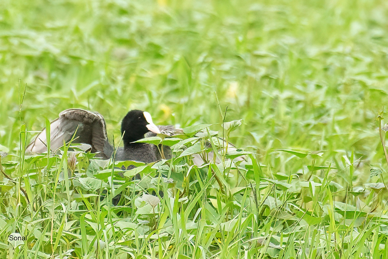 Eurasian Coot