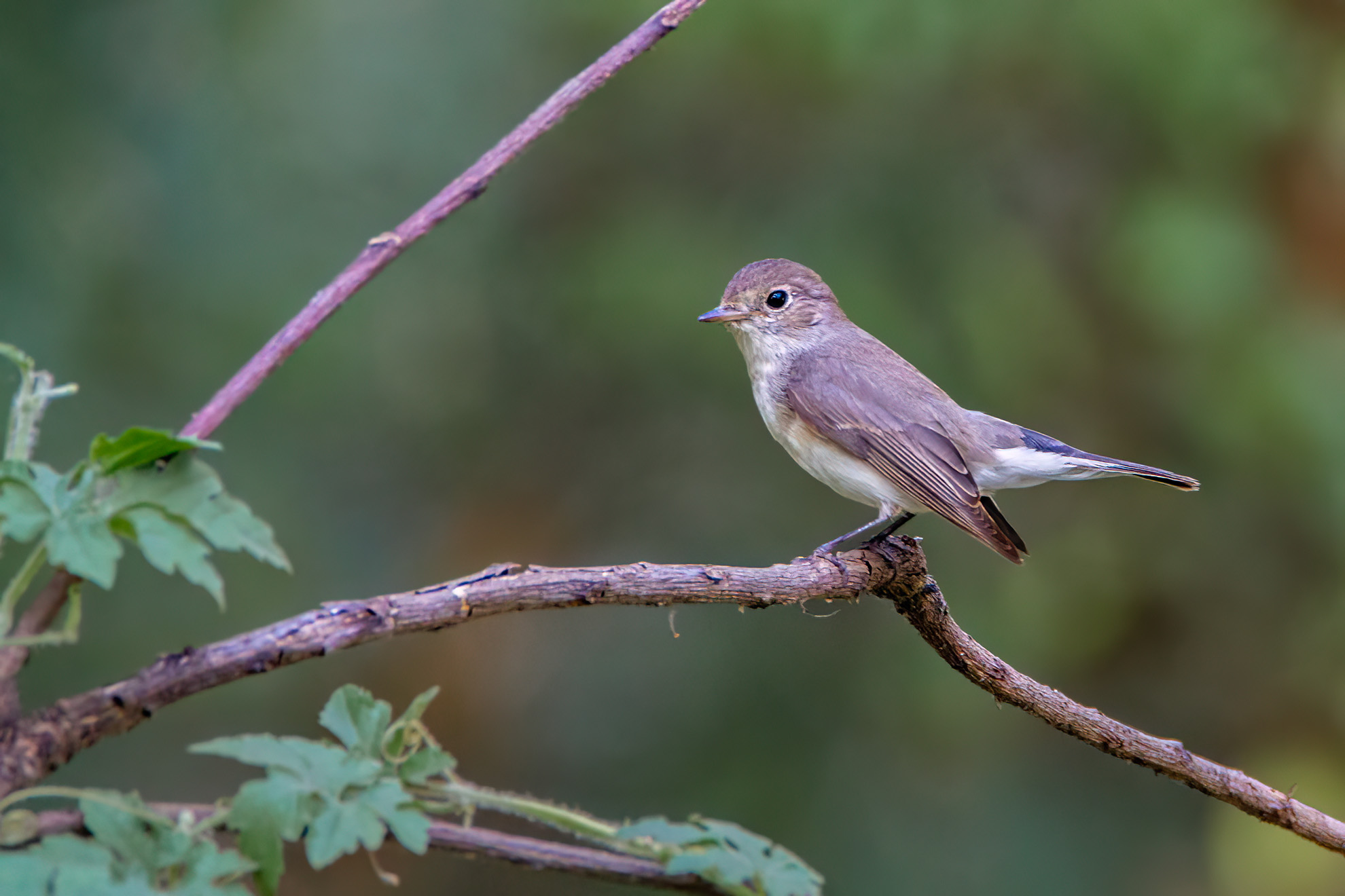 Asian Brown Flycatcher