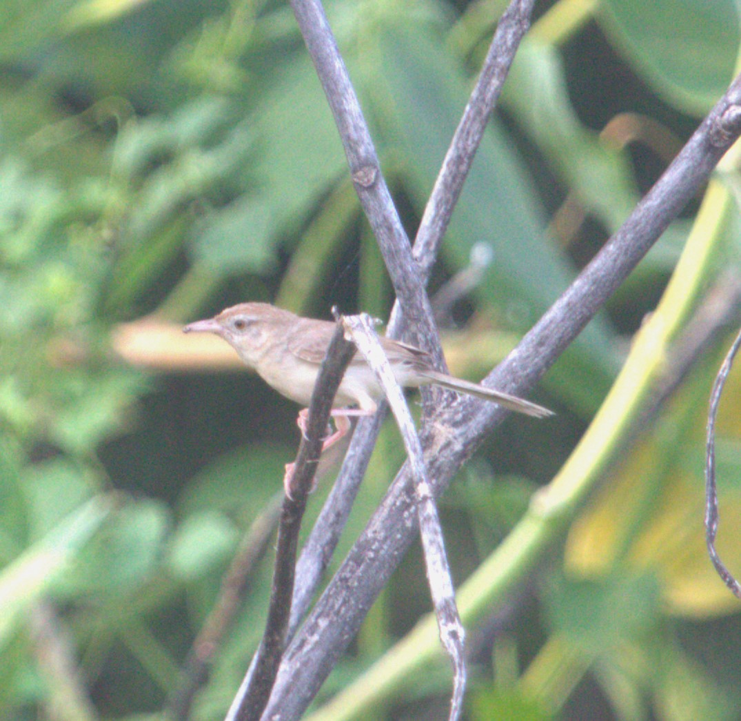 Rufous-fronted Prinia